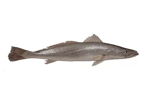 https://shp.aradbranding.com/خرید و فروش ماهی شوریده جنوب با شرایط فوق العاده